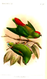 LoriculusAmabilisKeulemans