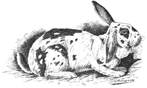 Lothringisches Riesen-Kaninchen (Jean Bungartz, Kaninchenrassen, 1902, p026)