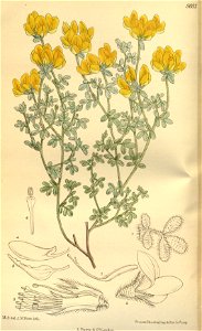 Lotus campylocladus villosior 141-8603