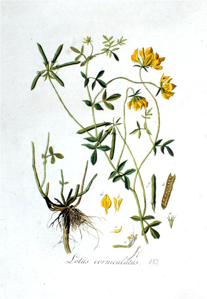 Lotus corniculatus — Flora Batava — Volume v3