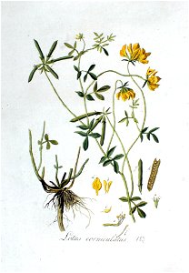 Lotus corniculatus — Flora Batava — Volume v3