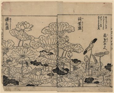 Lotus plants in various stages of development LCCN2008660998
