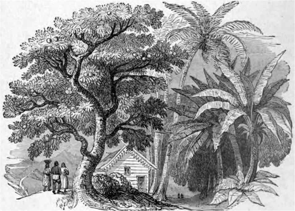 Louis Antoine de Bougainville - Voyage de Bougainville autour du monde (années 1766, 1767, 1768 et 1769), raconté par lui-même, 1889 (p168 crop)