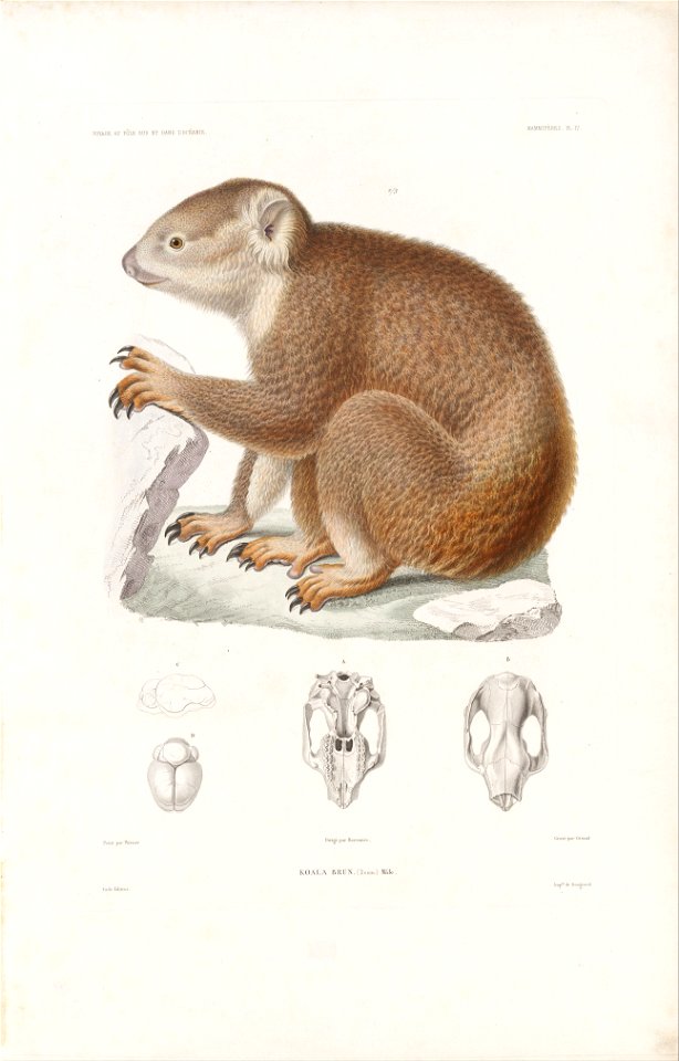 Louis LE Breton - Koala, BrunVoyage au Pole Sud et dans l'Oceanie - sur les corvettes l'Astrolabe et la Zelee, execute... - Google Art Project