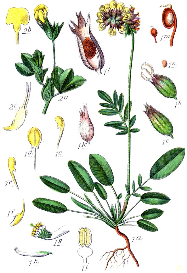 Lotus maritimus Sturm30