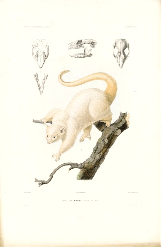 Louis LE Breton - Phalanger de Cook Dumont d'Urville, Jules Sebastien Cesar. Voyage au Pole Sud et dans l'Oceanie - su... - Google Art Project