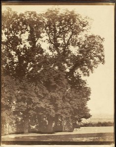 Louis-Rémy Robert - Tree Study at Saint-Cloud - Google Art Project