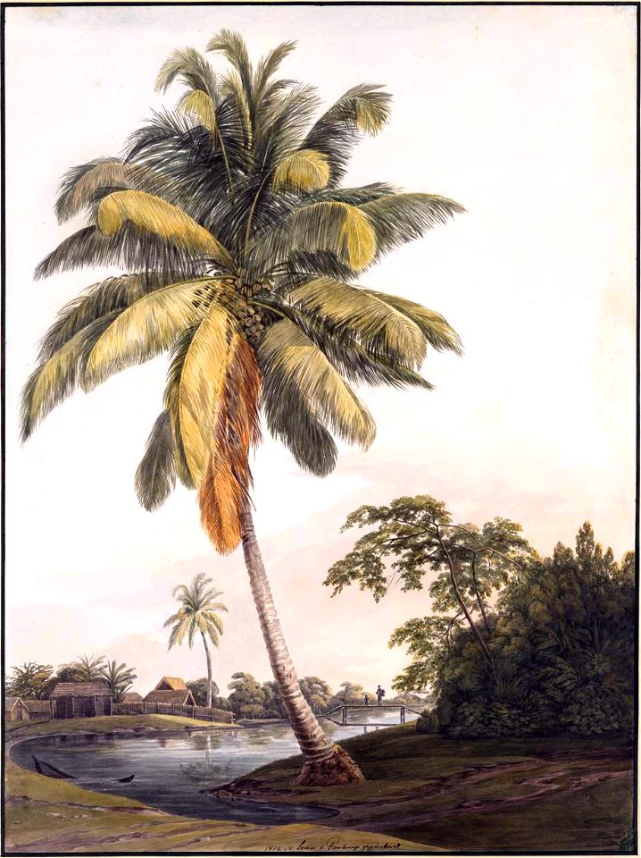 Louise van Panhuys, oudere kokosboom nabij negerhutten, 1812