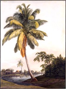 Louise van Panhuys, oudere kokosboom nabij negerhutten, 1812