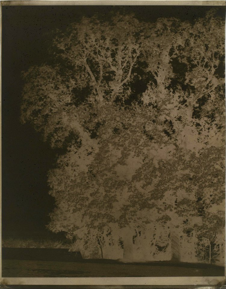 Louis-Rémy Robert - Tree Study at Saint-Cloud - Google Art Project, negative