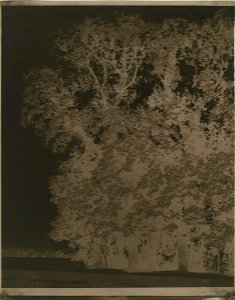 Louis-Rémy Robert - Tree Study at Saint-Cloud - Google Art Project, negative