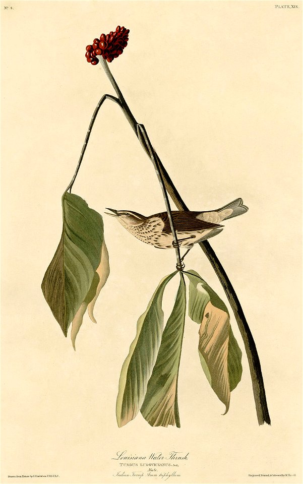 Louisiana Water Thrush (Audubon)