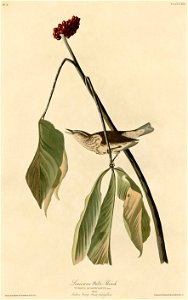 Louisiana Water Thrush (Audubon)