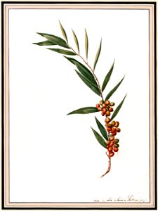 Louise van Panhuys, Eine Pfefferart Pegriki der Neger, 1812