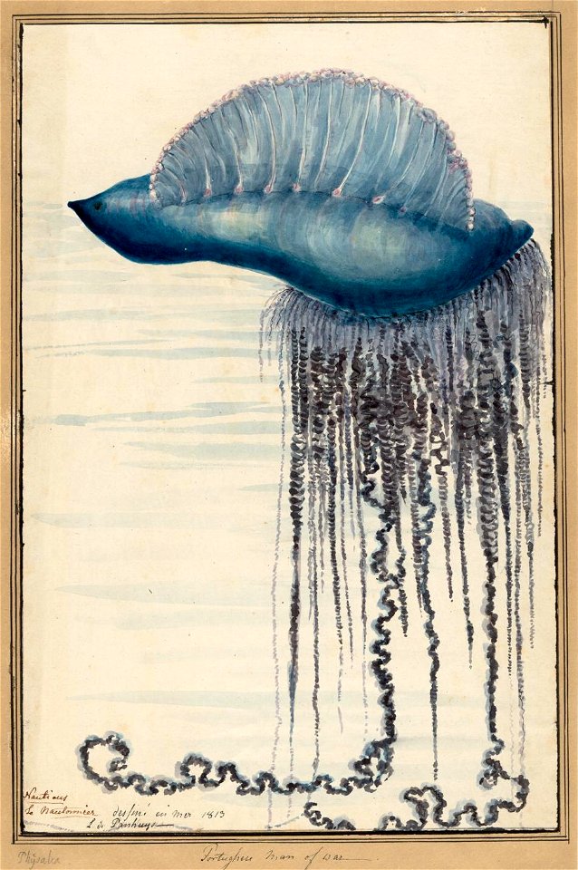 Louise van Panhuys, Portughese man of war, 1813