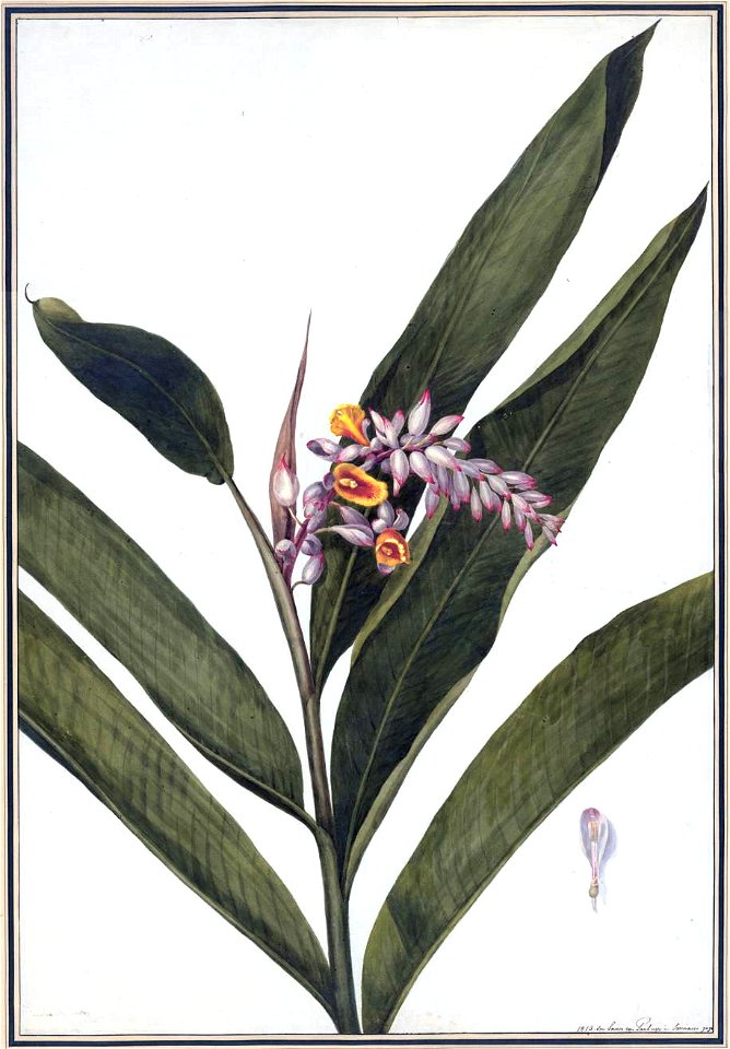 Louise van Panhuys, Cardamomen, 1813