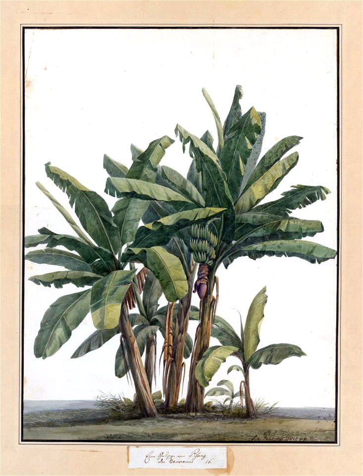Louise van Panhuys, Eine Gruppe von Pisang, 1811