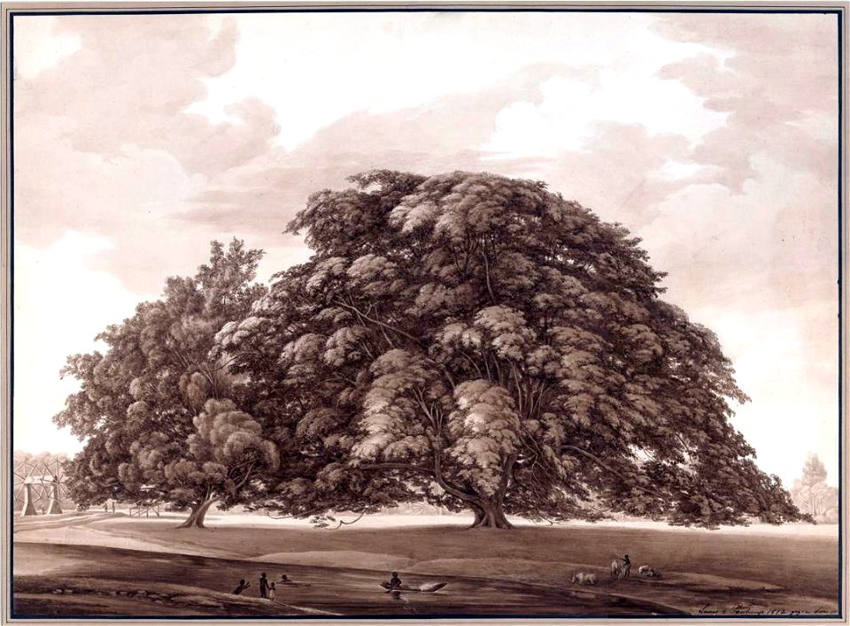 Louise van Panhuys, Commewijnerivier met berstonboom, andere kant, 1812