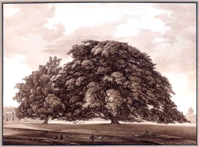Louise van Panhuys, Commewijnerivier met berstonboom, andere kant, 1812