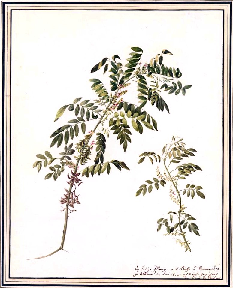 Louise van Panhuys, Indigo, 1812
