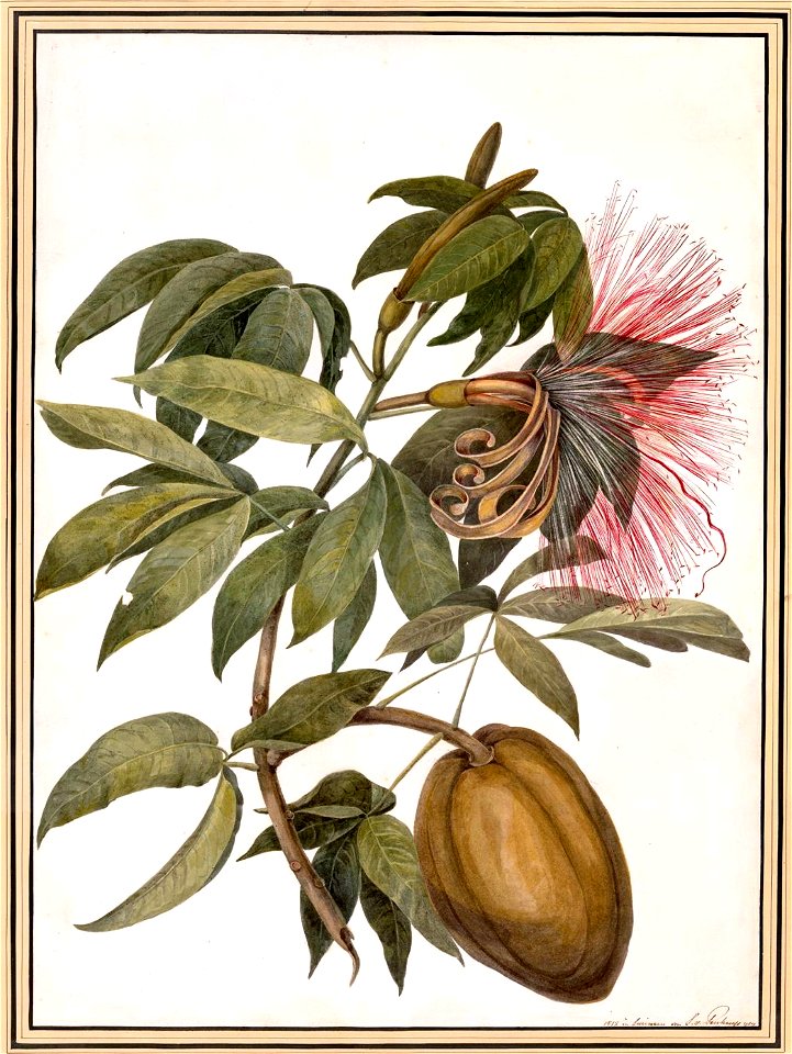 Louise van Panhuys, Surinaamse cacao, 1812