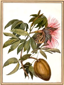 Louise van Panhuys, Surinaamse cacao, 1812