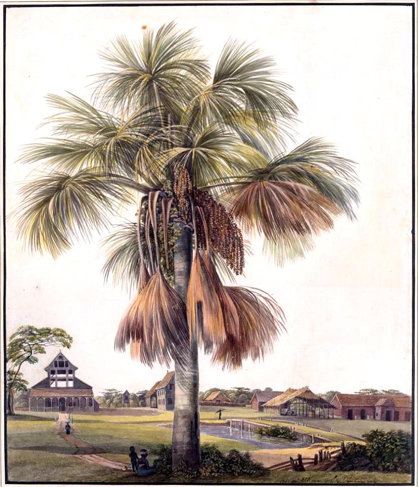 Louise van Panhuys, plantage Alkmaar met mauritiusboom, 1811