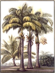 Louise van Panhuys, koolpalmen (mountain cabbage), jonge kokospalm en bamboebosje, 1813