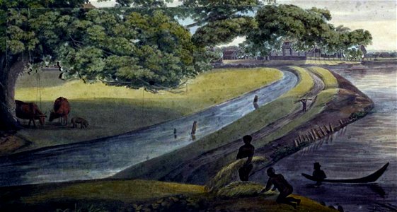 Louise van Panhuys, Commewijnerivier met berstonboom, 1812 (detail)