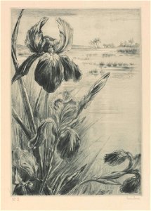 Louise Danse - Orchidées - Graphic work - Royal Library of Belgium - S.II 125319