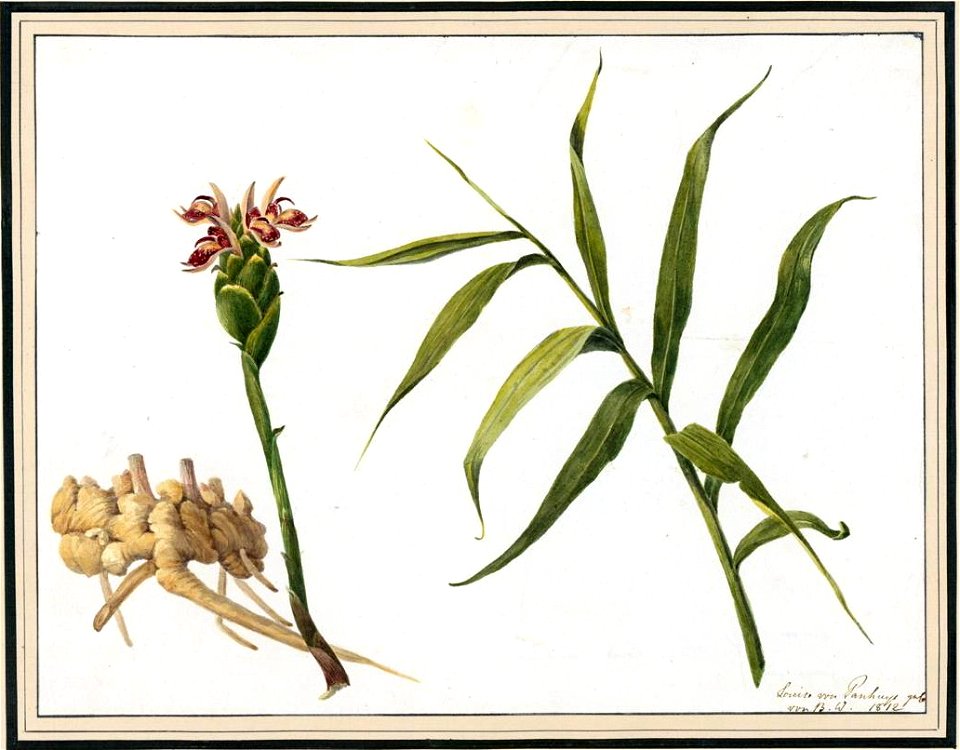 Louise van Panhuys, Ingwer mit Blüte und Stengel, 1812