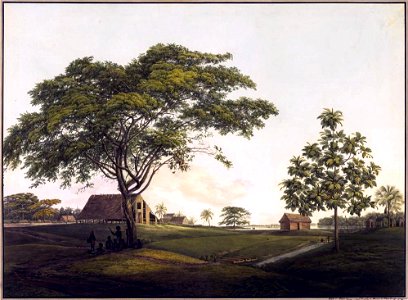 Louise van Panhuys, plantage Alkmaar met otahitibroodboom, mopeboom met vogelnesten en oude tafelboom, 1813