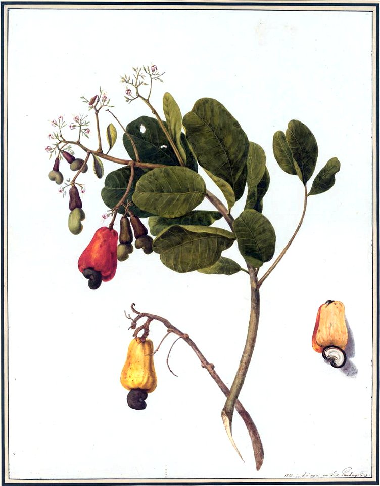 Louise van Panhuys, Cachu, giftig, die Mandeln sind eßbar, 1812
