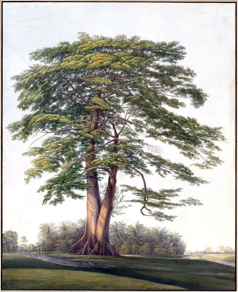 Louise van Panhuys, kankantriboom, in de verte bananenbomen, 1813