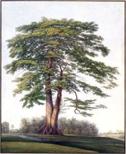 Louise van Panhuys, kankantriboom, in de verte bananenbomen, 1813