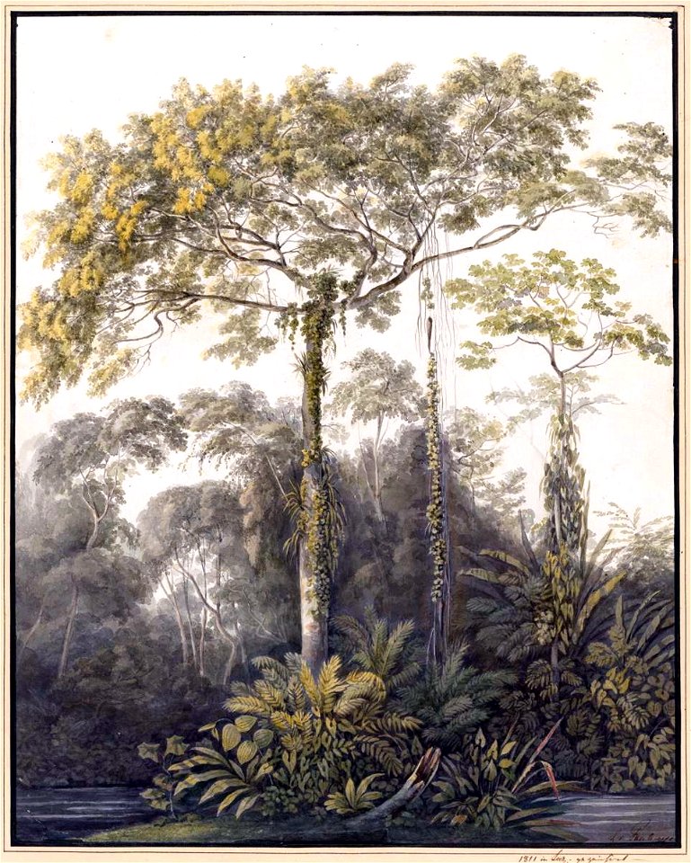 Louise van Panhuys, kankantribomen met lianen en vogelnesten, 1811
