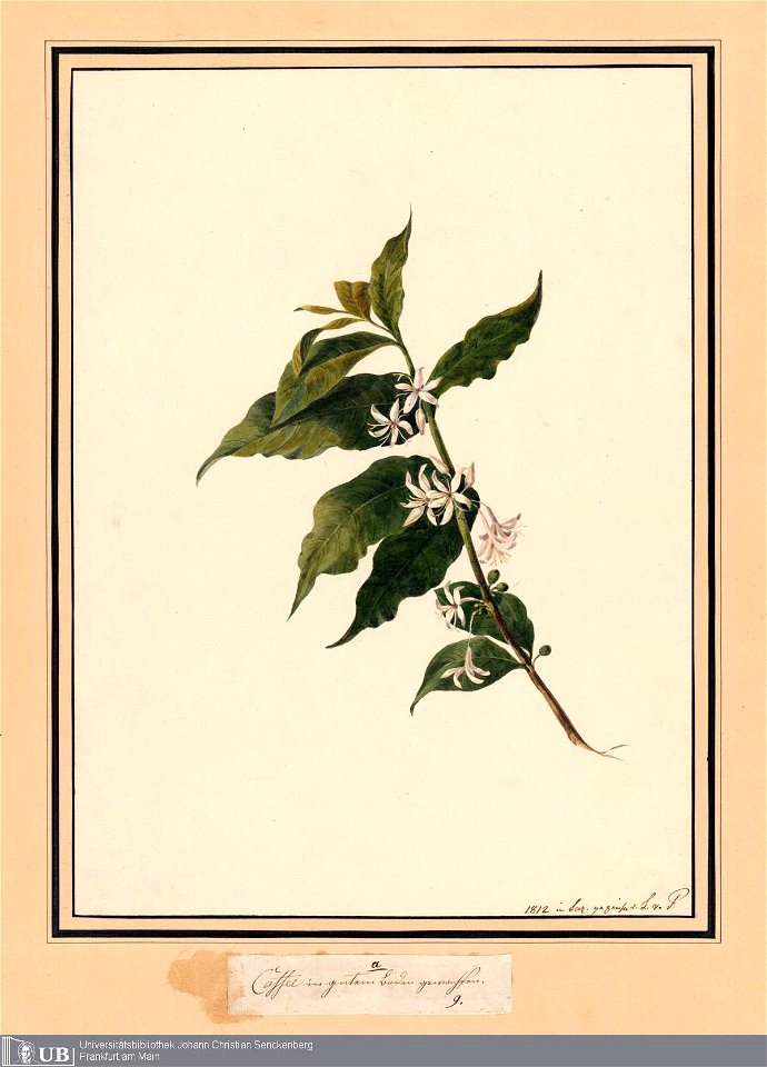 Louise van Panhuys, Caffee in gutem Boden gewachsen, 1812