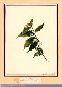 Louise van Panhuys, Caffee in gutem Boden gewachsen, 1812