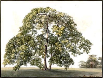 Louise van Panhuys, oude tafelboom, sluis in de verte, 1811