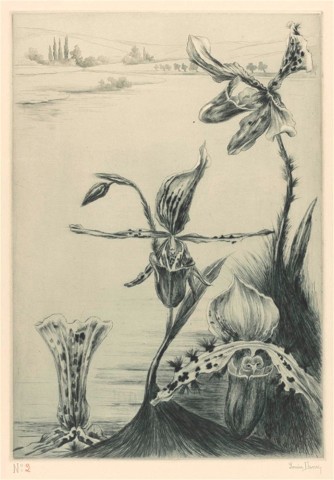 Louise Danse - Iris - Graphic work - Royal Library of Belgium - S.II 125320