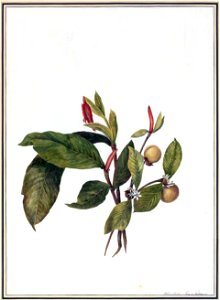 Louise van Panhuys, Marmeldöschen Blüte und Frucht, 1816