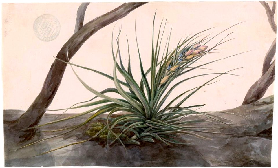 Louise van Panhuys, geen titel (tillandsia), ongedateerd
