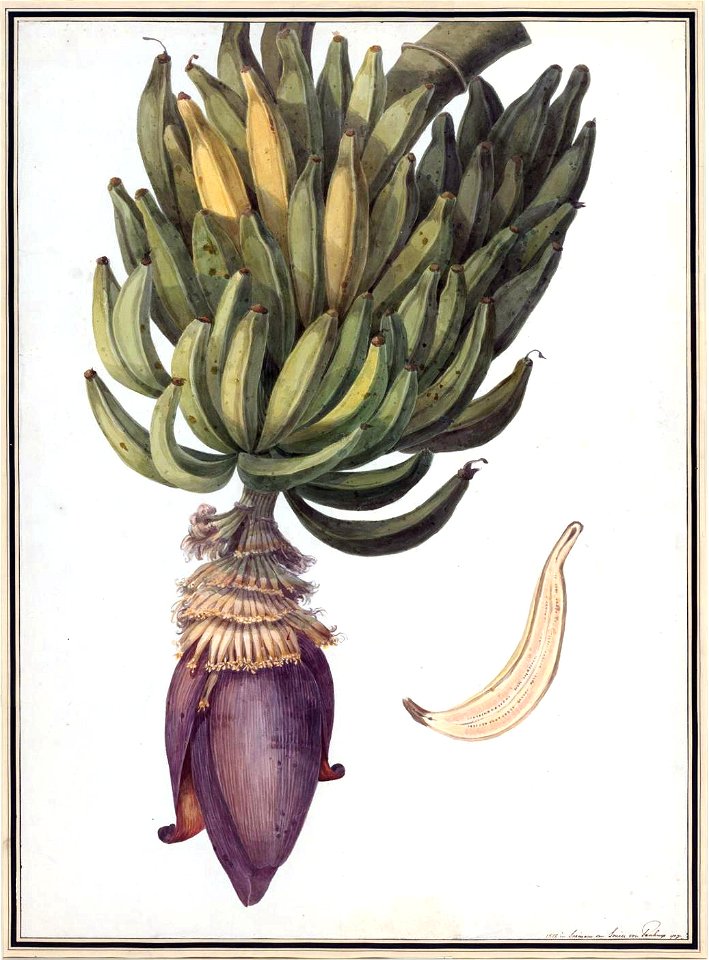 Louise van Panhuys, Pisang in natürlicher Größe, 1812