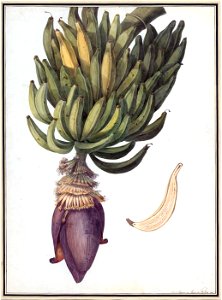 Louise van Panhuys, Pisang in natürlicher Größe, 1812