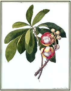 Louise van Panhuys, Indianische Mami englische Epaulett-Blume, 1811