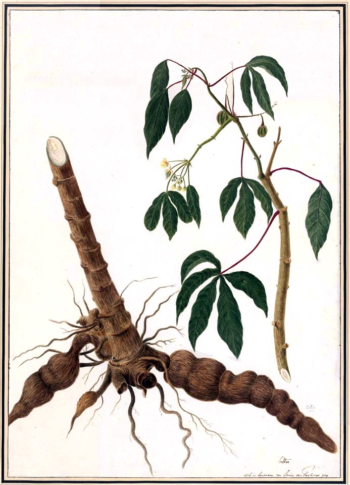 Louise van Panhuys, bittere giftige maniok (cassava), 1816