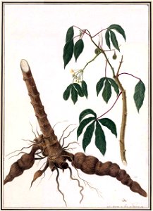 Louise van Panhuys, bittere giftige maniok (cassava), 1816