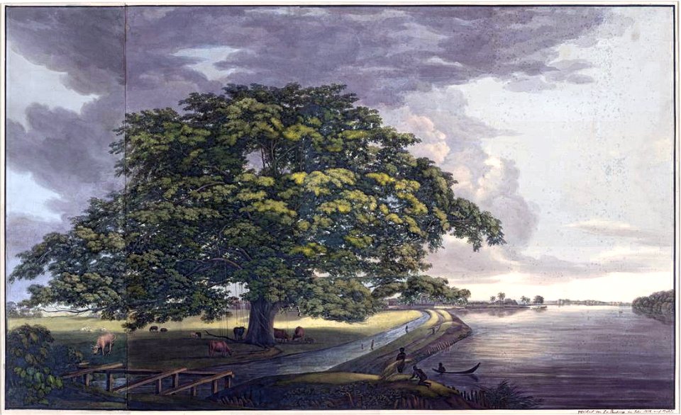 Louise van Panhuys, Commewijnerivier met berstonboom (borsten tree), 1812