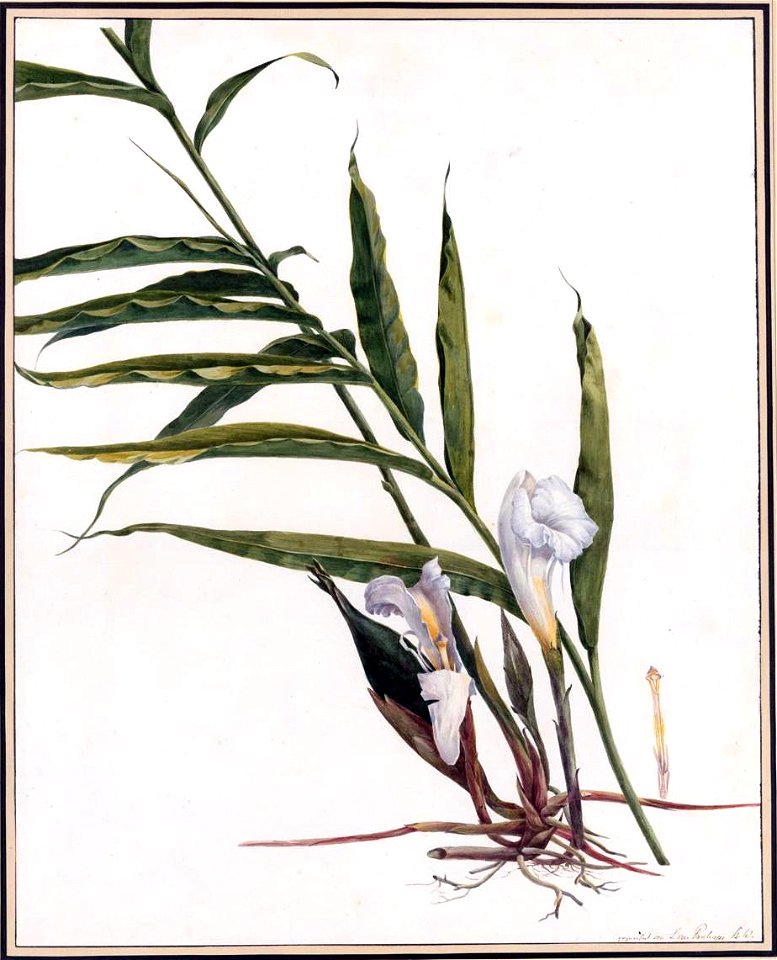 Louise van Panhuys, Afrikaanse peper, ongedateerd