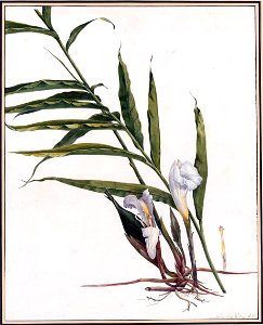 Louise van Panhuys, Afrikaanse peper, ongedateerd